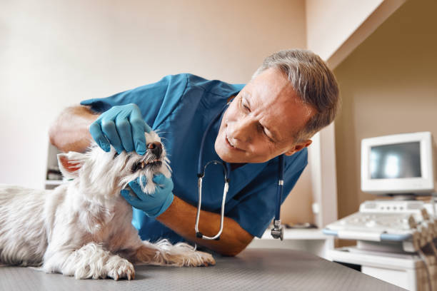 Best Emergency Root Canal Therapy in Hoopeston, IL